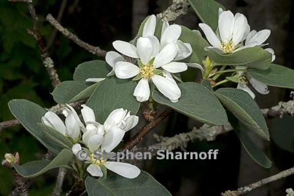 amelanchier alnifolia var semiintegrifolia 3 graphic